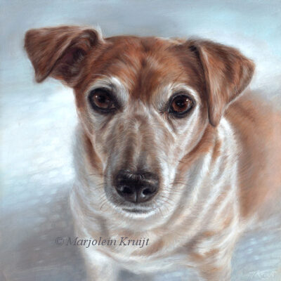 'Binkie'-Jack russell, portret schilderij 20x20cm (verkocht/opdracht)