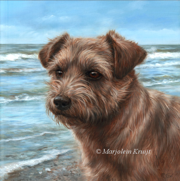 'Norfolk Terrier'- Pepper, portret schilderij 30x30 cm olieverf op doek (opdracht/verkocht)