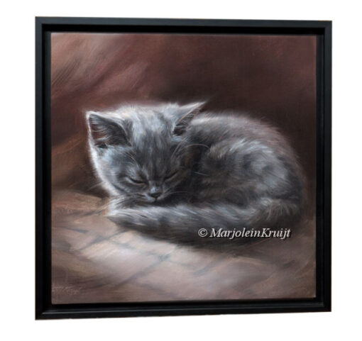 'Sleeping beauty'- Europese korthaar kitten, 20x20cm, olieverf schilderij (te koop)